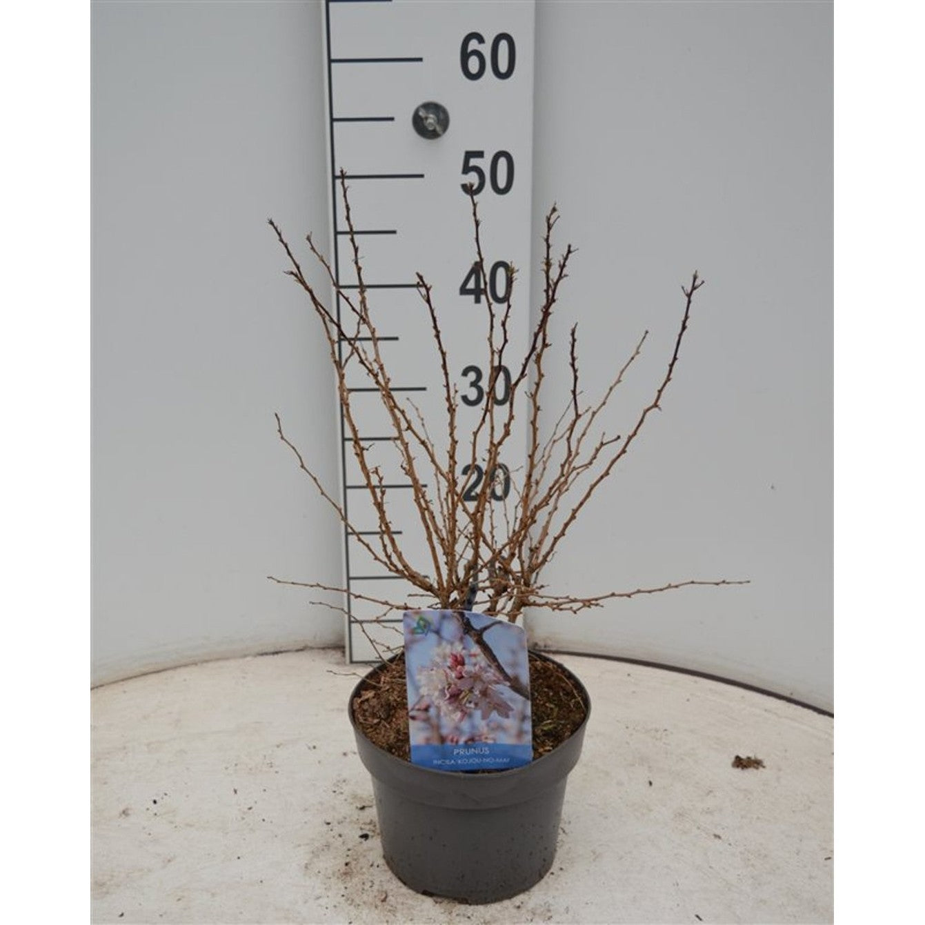Japanskt körsbär – Prunus incisa 'Kojou-no-mai' - C3 40-60 CM